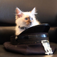 Illustration for article titled Important Kitten News